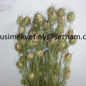 Foto inzerátu Velký výběr sušených květin - Slaměnky, Statice, Smilek, Len, Černucha,…