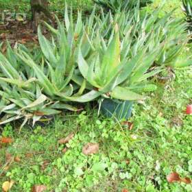 Fotka k inzerátu Prodám dospělé, velké rostliny Aloe vera / 17995486