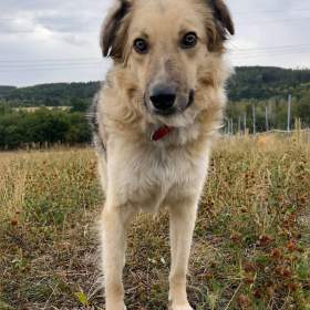 Foto inzerátu TONÍČEK - kastrovaný psík 3 roky