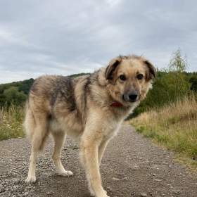 Foto inzerátu TONÍČEK - kastrovaný psík 3 roky