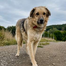 Foto inzerátu TONÍČEK - kastrovaný psík 3 roky