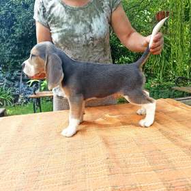 Beagle štěňátko s PP / 19939310