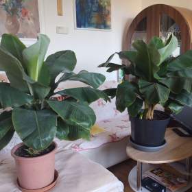 PRODÁM DVA VELKÉ KRÁSNÉ BANÁNOVNÍKY TROPICANA! ! !  / 19944066