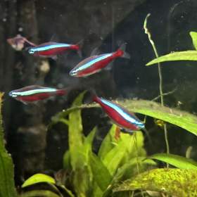 Akvarijní ryby / 19946211