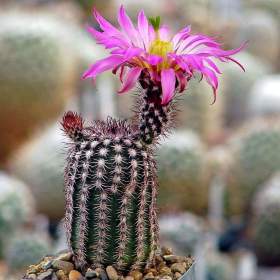Kaktus Echinocereus bristolii SB 463 - semena / 19946719