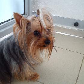 Jorksirský terrier / 19948184