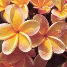 Plumeria Frangipani Pinwheel -  semena / 19949153
