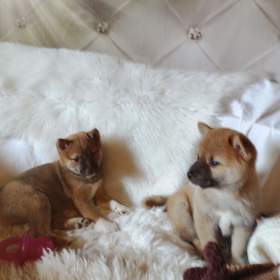 Shiba Inu / 19949187
