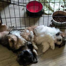 Foto inzerátu Nabízím Lhasa Apso s PP