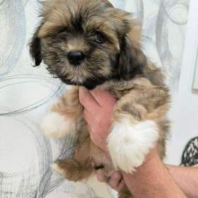 Foto inzerátu Nabízím Lhasa Apso s PP