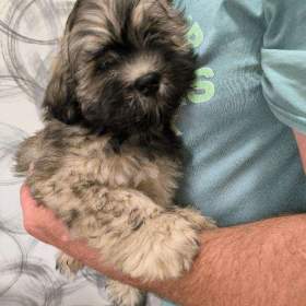 Nabízím Lhasa Apso s PP / 19950217