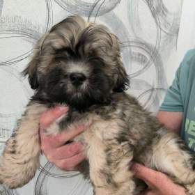 Foto inzerátu Nabízím Lhasa Apso s PP
