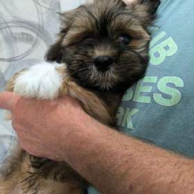 Foto inzerátu Nabízím Lhasa Apso s PP