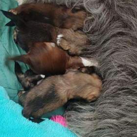 Foto inzerátu Nabízím Lhasa Apso s PP