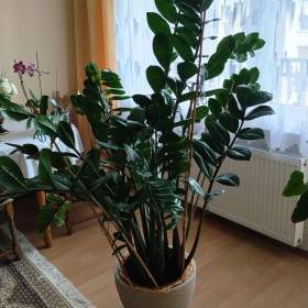 Zamiokulkas / 19950312
