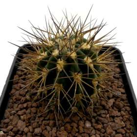 Kaktus Acanthocalycium griseum P 49 - semena / 19950631