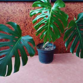 Fotka k inzerátu Monstera královská / 17995486