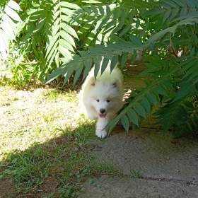 Samojed štěňata s PP / 19951764