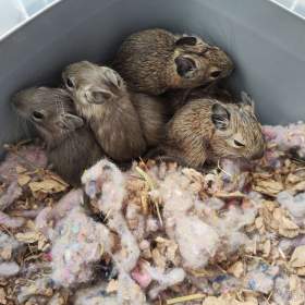 Foto inzerátu Osmák Degu