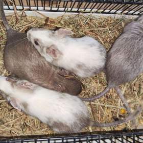 Foto inzerátu Osmák Degu