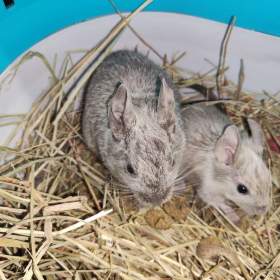 Foto inzerátu Osmák Degu