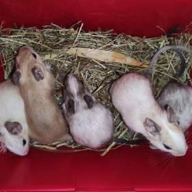 Osmák Degu / 19953990