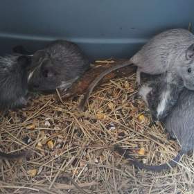 Foto inzerátu Osmák Degu