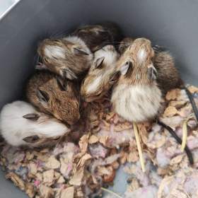 Foto inzerátu Osmák Degu