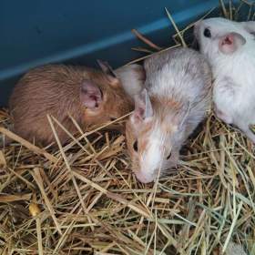 Foto inzerátu Osmák Degu