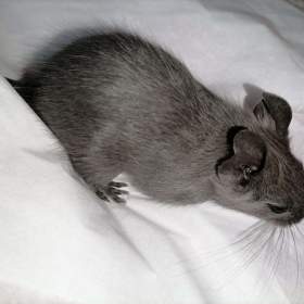 Foto inzerátu Osmák Degu