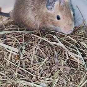 Foto inzerátu Osmák Degu