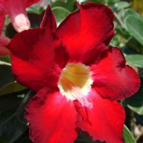 Adenium obesum dark forest -  semena / 19954910
