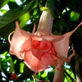 Řízek Brugmansia Salmon perfektion -  Andělská trumpeta / 19954925