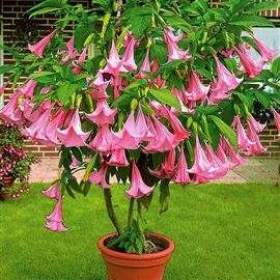 Řízek Brugmansia Suaveolens -  Andělská trumpeta / 19954926
