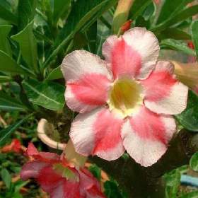 Adenium obesum beauty cloud - semena / 19956518