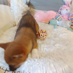 Shiba Inu / 19956555