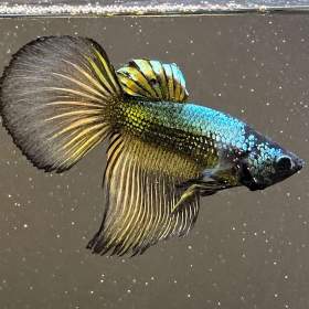 Betta Bojovnice -  samci Samurai / 19956766