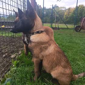 Belgický ovčák- Malinois s PP  / 19957225