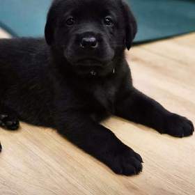 REZERVACE Labradorský Retriever s PP / 19957608