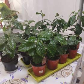 KÁVOVNÍK ARABSKÝ COFFEE ARABICA PRODÁM! ! !  / 19957955