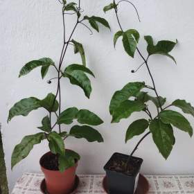 PRODÁM DVA KUSY MUČENKY PASSIFLORA EDULIS FLAVICARPA! ! !  / 19957956