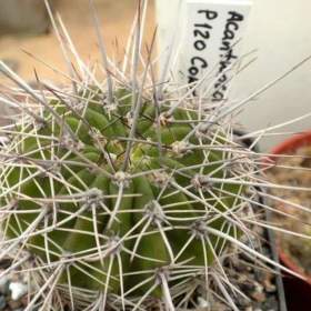 Foto inzerátu Kaktus Acanthocalycium klimpelianum P 120 - semena