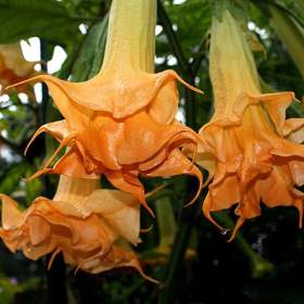 Řízek Brugmansia Angels Amber Queen - Andělská trumpeta / 19957990