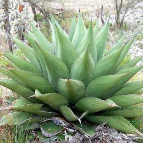 Foto inzerátu Sazenice Agave gentryi