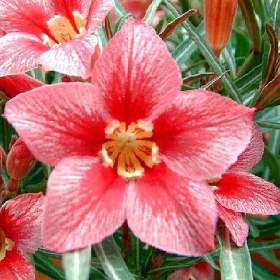 Adenium obesum red flabellate - semena / 19958126