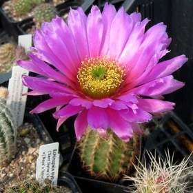 Kaktus Echinocereus baileyi SB 211 - semena / 19958138