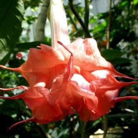 Foto inzerátu Řízek Brugmansia Angels Exotic - Andělská trumpeta