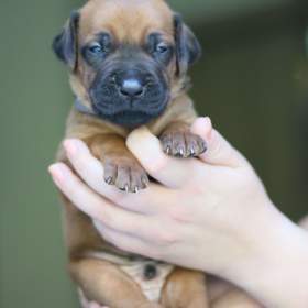Foto inzerátu Volní 3 pejsci Rhodéského ridgebacka s PP