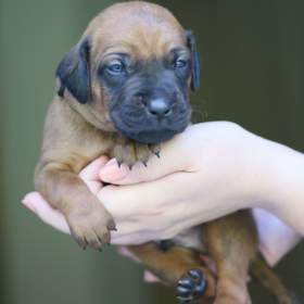 Foto inzerátu Volní 3 pejsci Rhodéského ridgebacka s PP