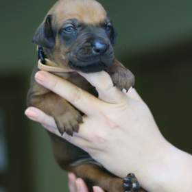 Foto inzerátu Volní 3 pejsci Rhodéského ridgebacka s PP